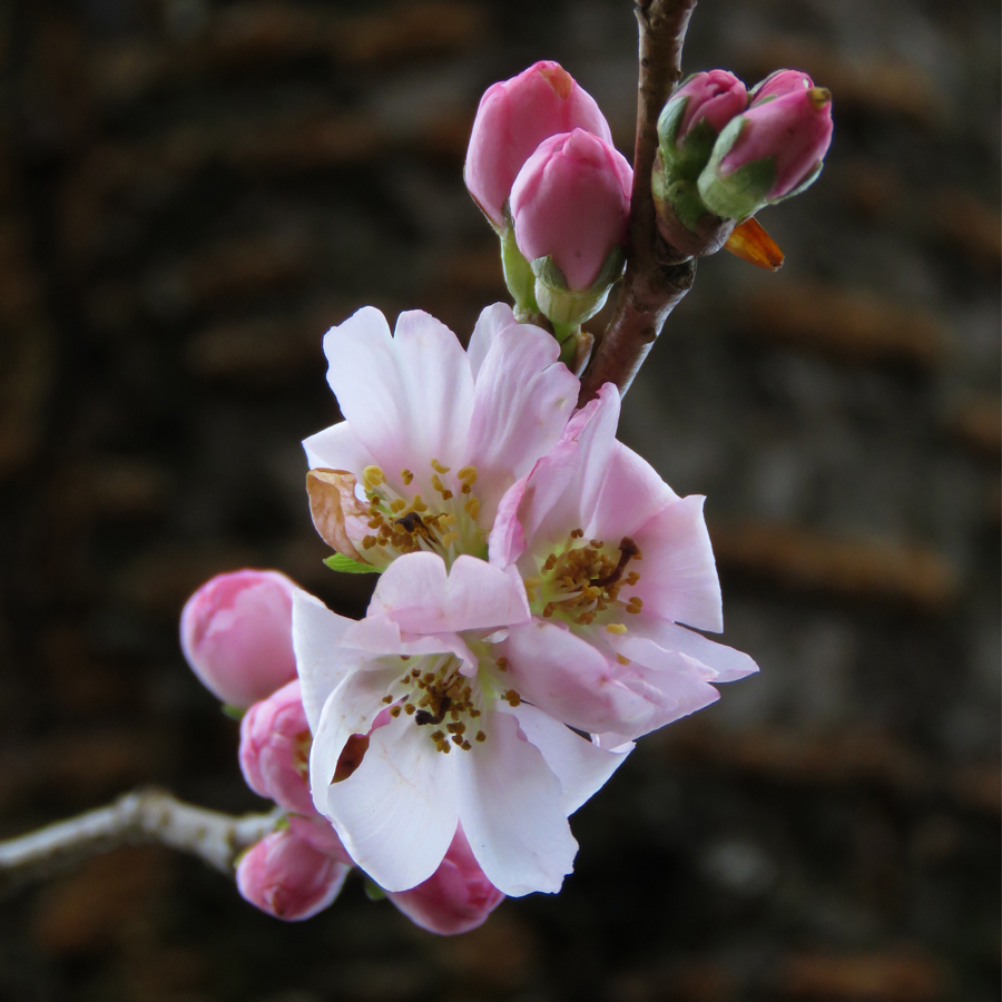 Blommande prydnadskörsbär i januari 2020 (Prunus 'Accolade'). Foto: Dan Abelin.