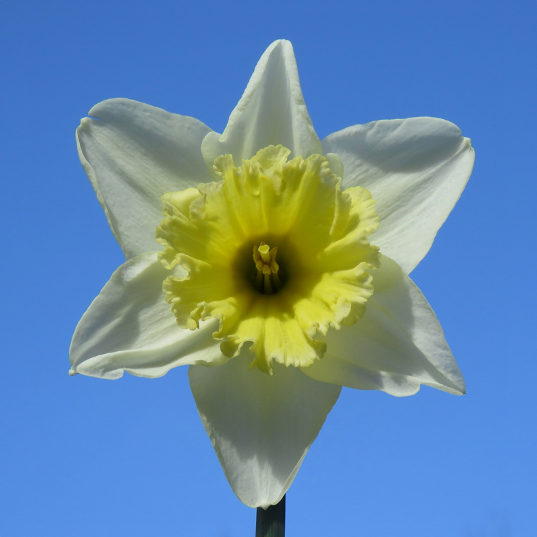 Trumpetnarciss (Narcissus sp.). Foto: Dan Abelin.