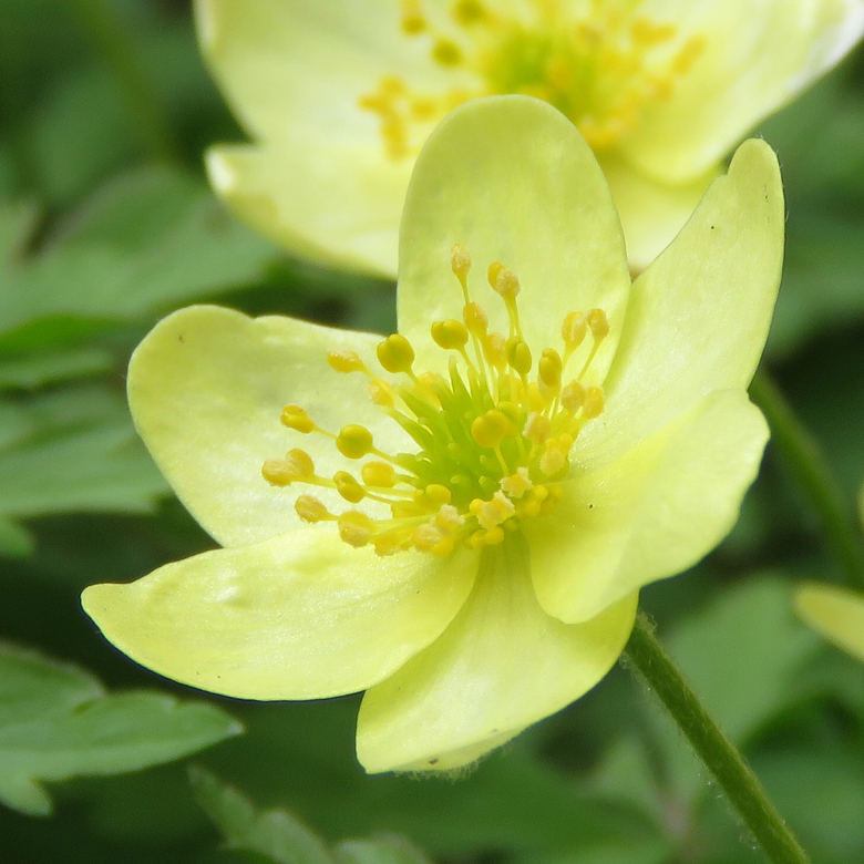 Svavelsippa (Anemone × lipsiensis). Foto: Dan Abelin.