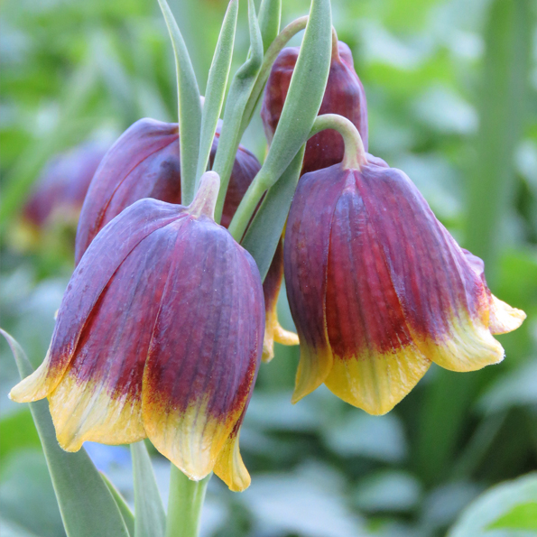 Guldkantad klocklilja (Fritillaria michailovskyi). Foto: Dan Abelin.