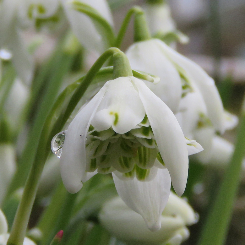 Fylld snödroppe (Galanthus nivalis f. 'pleniflorus Flore Pleno'). Foto: Dan Abelin.