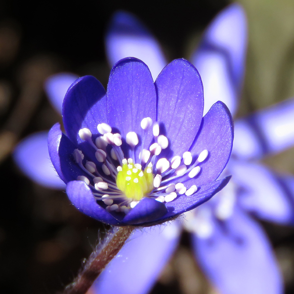 Ungersk blåsippa (Hepatica transsylvanica). Foto: Dan Abelin.