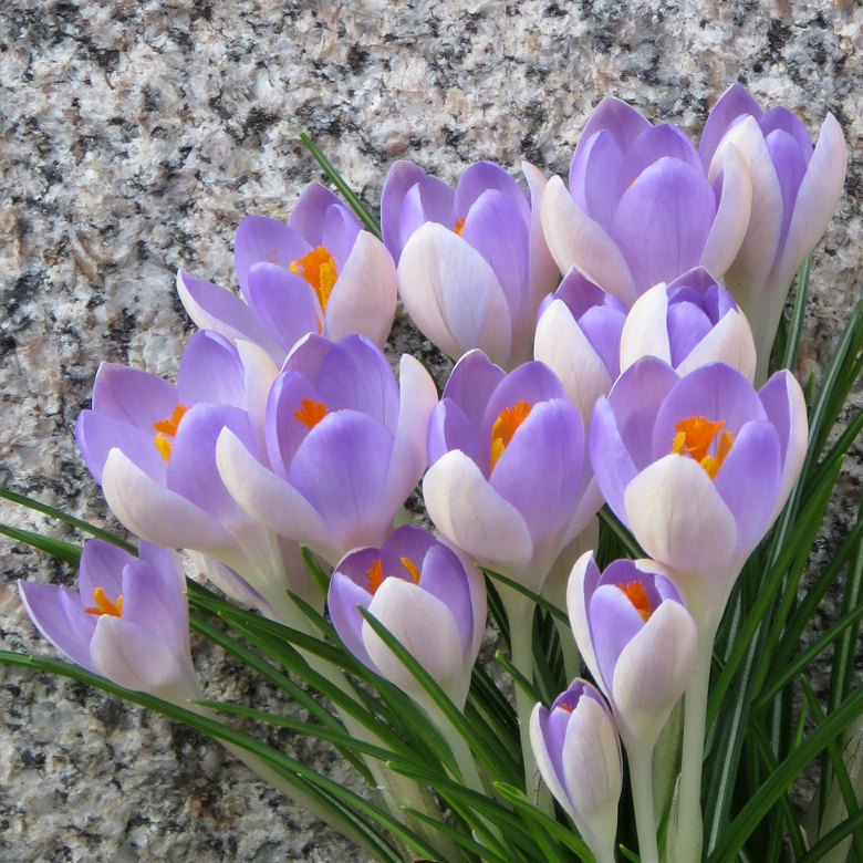 Krokus i Botan. Foto: Dan Abelin.