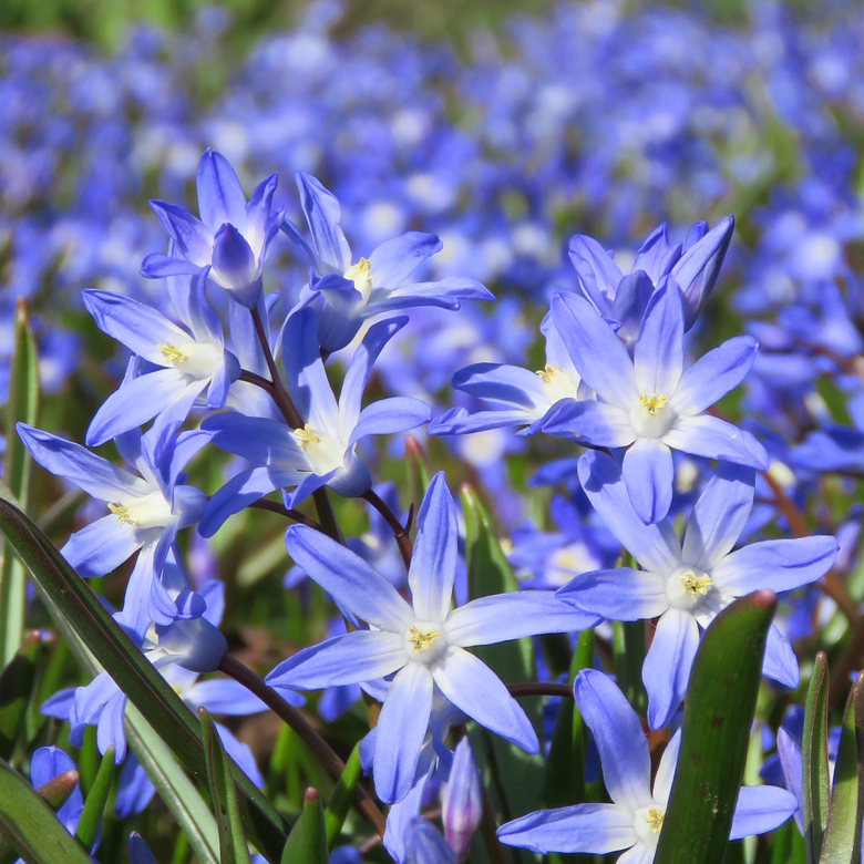 Scilla i Botan. Foto: Dan Abelin.