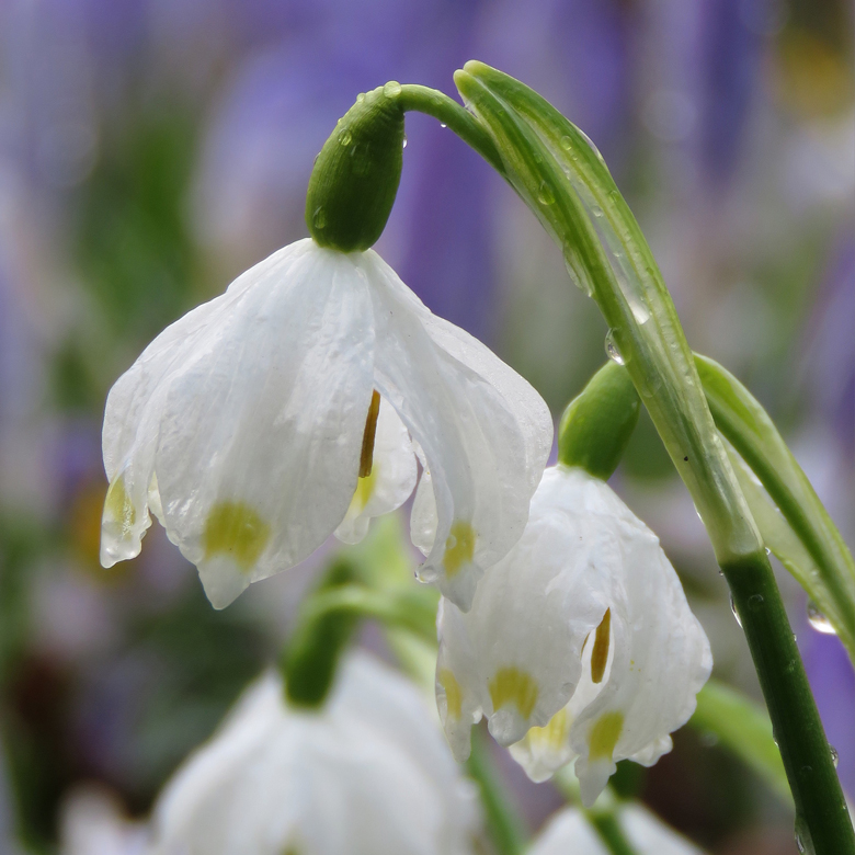 Snöklocka (Leucojum vernum). Foto: Dan Abelin.