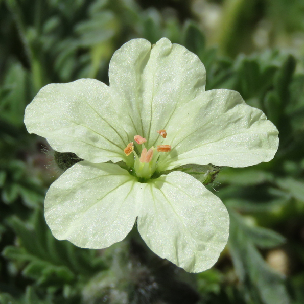 Svavelnäva (Erodium chrysanthum). Foto: Dan Abelin.