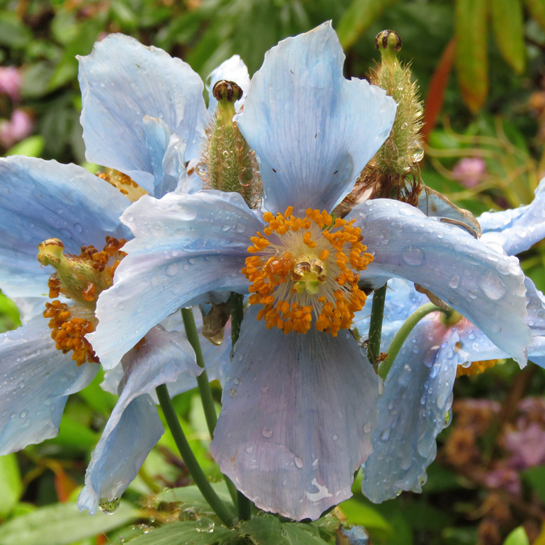 Bergvallmo (Meconopsis). Foto: Dan Abelin.