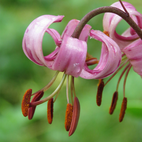 Krollilja (Lilium martagon). Foto: Dan Abelin.