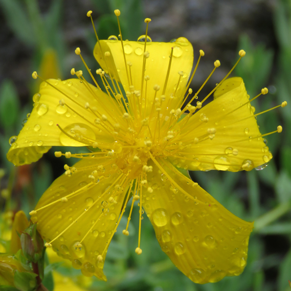 Olympjohannesört (Hypericum olympicum). Foto: Dan Abelin.