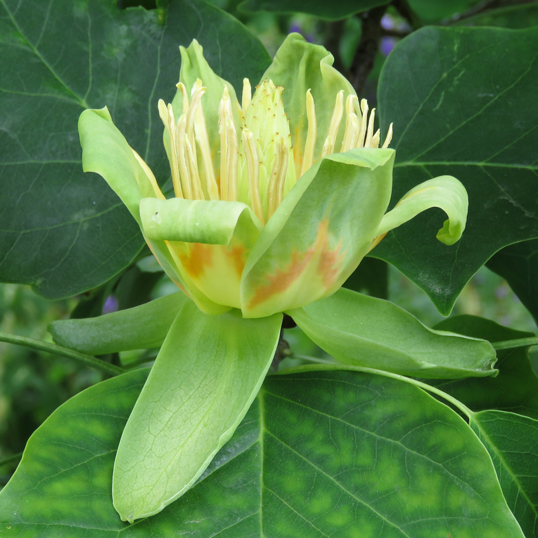 Tulpanträd (Liriodendron tulipifera). Foto: Dan Abelin.