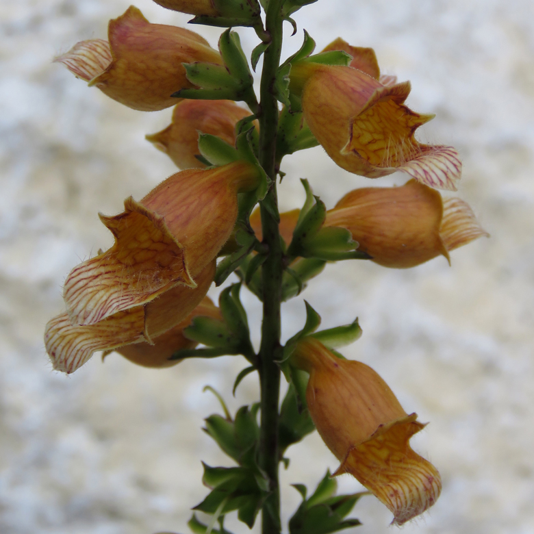 Digitalis nervosa. Foto: Dan Abelin.