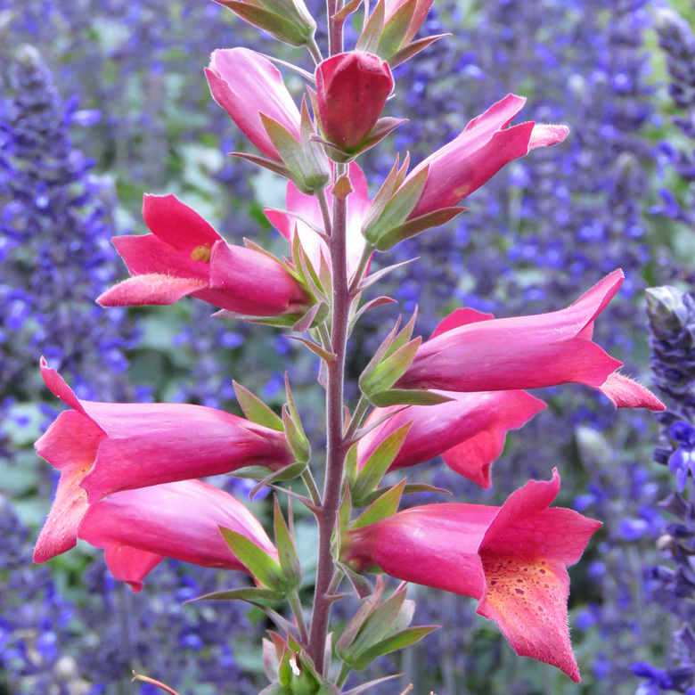 Fingerborgsspira (Digitalis x valinii 'Illumination Raspberry') framför daggsalvia (Salvia 'Mystic Spires Blue' – 'Balsamisp'). Foto: Dan Abelin.