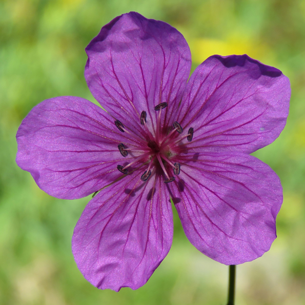 Myrnäva (Geranium soboliferum var. kiusianum). Foto: Dan Abelin.