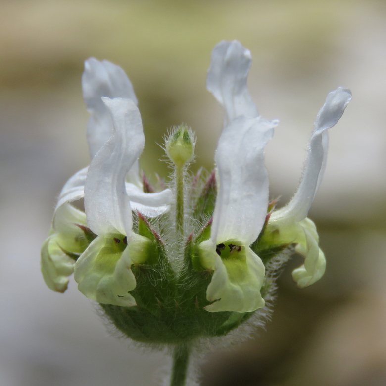 Sideritis phlomoides. Foto: Dan Abelin.