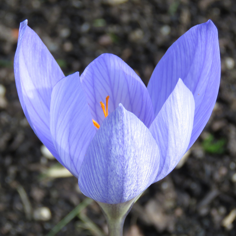 Höstkrokus (Crocus speciosus). Foto: Dan Abelin.