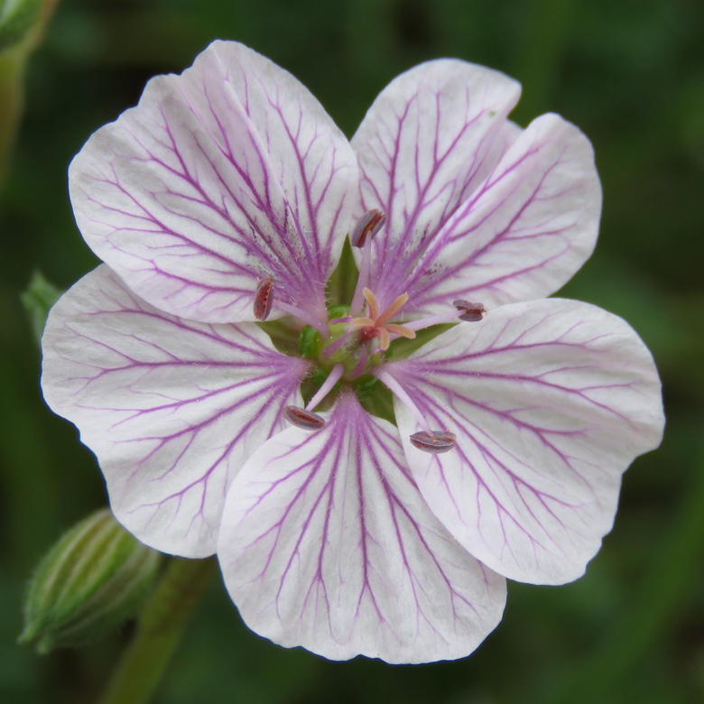 Erodium celtibericum. Foto: Dan Abelin.