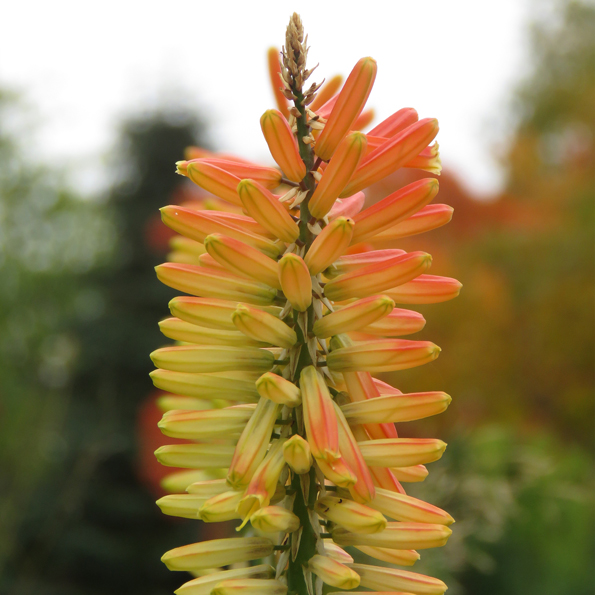 Fackellilja (Kniphofia galpinii). Foto: Dan Abelin.