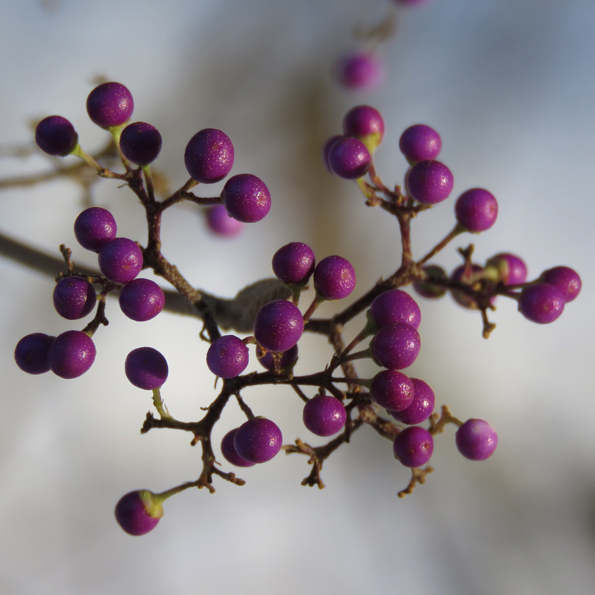 Japanskt glasbär (Callicarpa japonica). Foto: Dan Abelin.