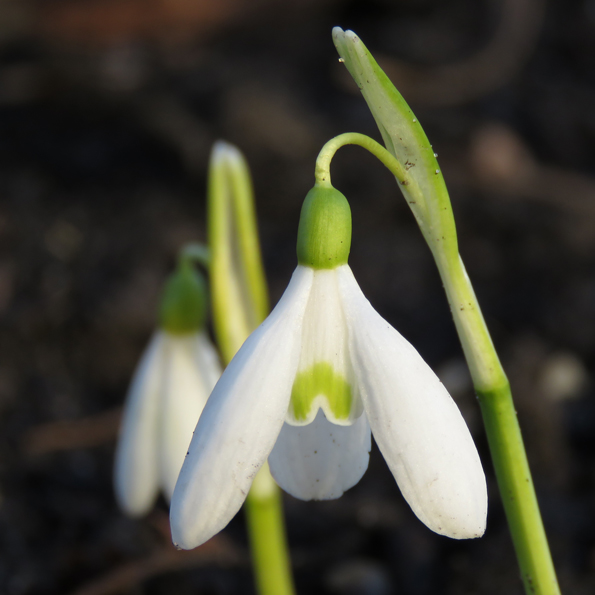 Höstsnödroppe (Galanthus reginae-olgae). Foto: Dan Abelin.