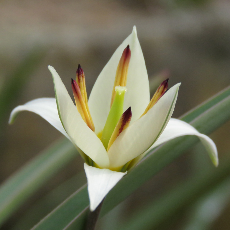 Dvärgtulpan (Tulipa turkestanica). Foto: Dan Abelin.