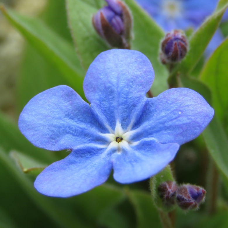 Grekiskt ormöga (Omphalodes runemarkii). Foto: Dan Abelin.