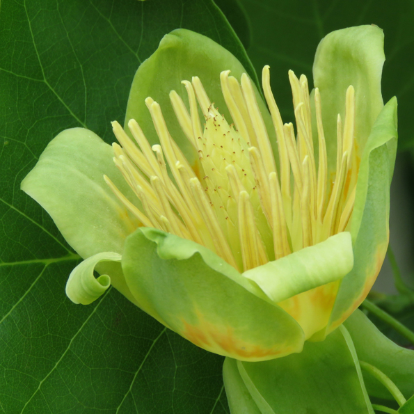 Tulpanträd (Liriodendron tulipifera). Foto: Dan Abelin.