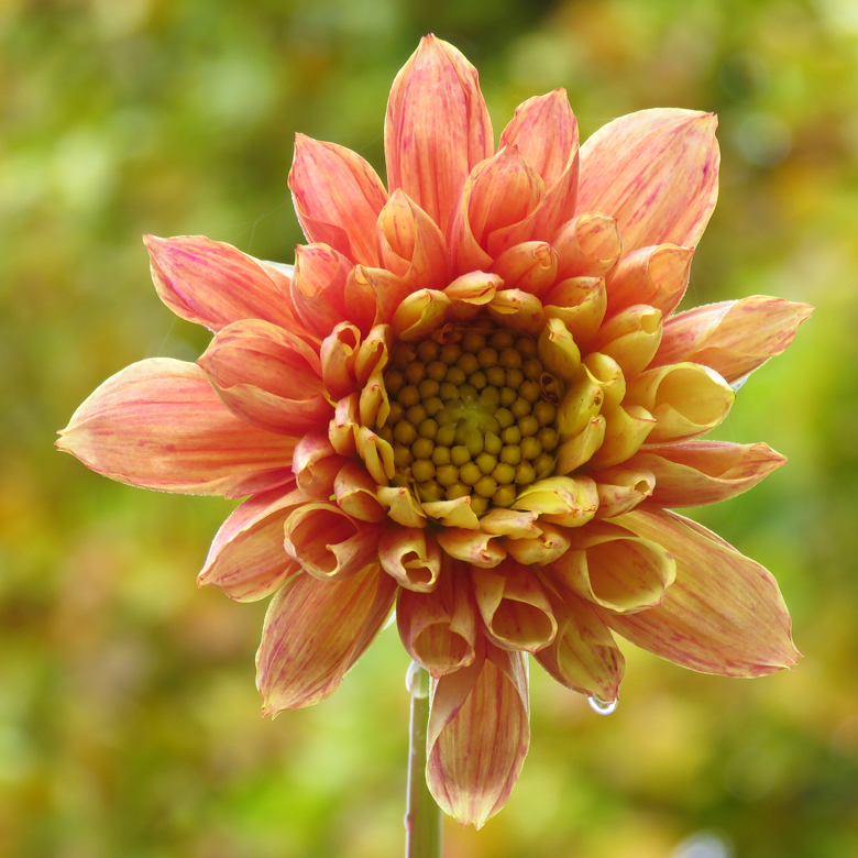 Dahlia. Foto: Dan Abelin.