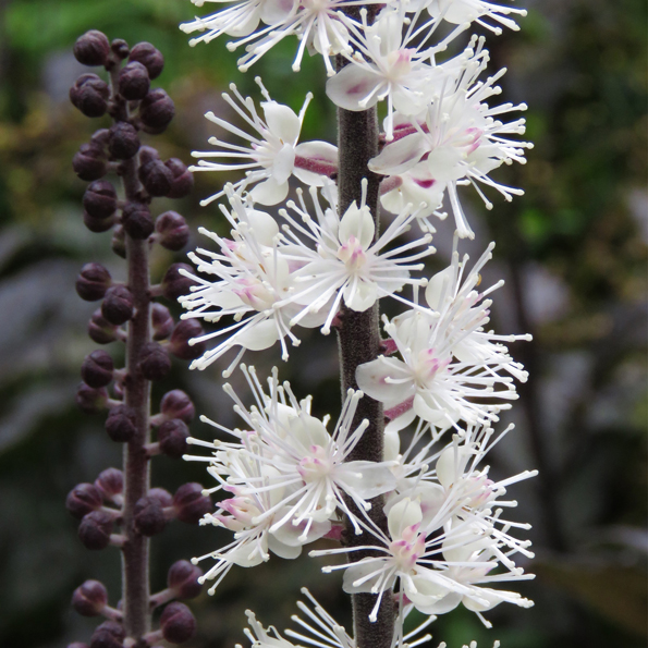 Höstsilverax (Actaea simplex 'Brunette'). Foto: Dan Abelin.