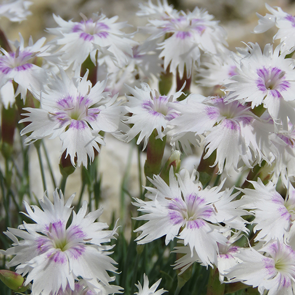 Mattnejlika (Dianthus subacaulis ssp. brachyanthus). Foto: Dan Abelin.