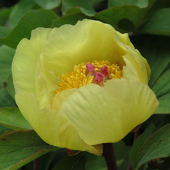 Svavelpion (Paeonia mlokosewitschii). Foto: Dan Abelin.