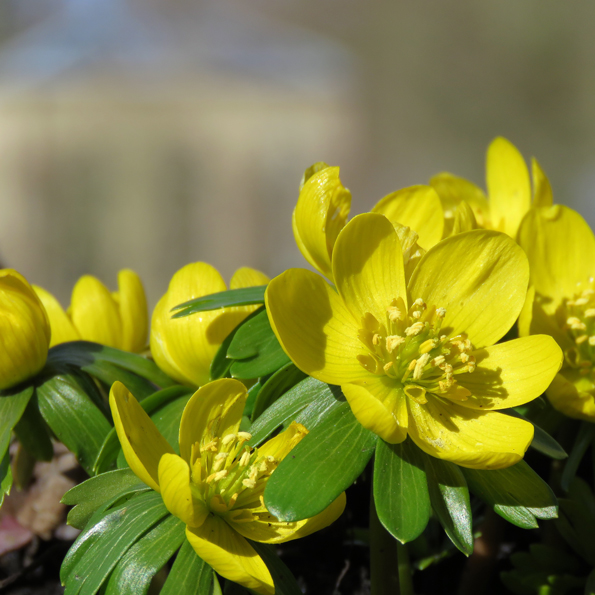 Vintergäck (Eranthis hyemalis). Foto: Dan Abelin.