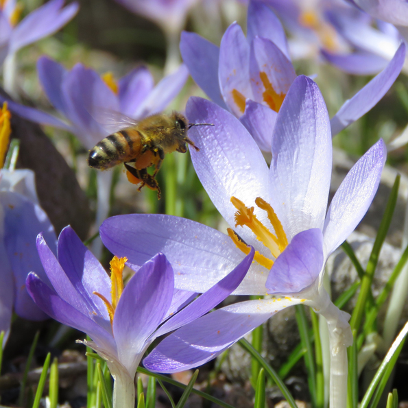 Snökrokus (Crocus tommasinianus). Foto: Dan Abelin.