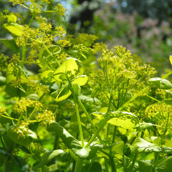 Vingloka (Smyrnium perfoliatum). Foto: Dan Abelin.