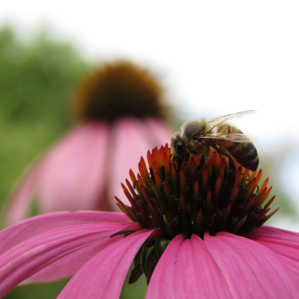 Röd solhatt (Echinacea purpurea). Foto: Dan Abelin.