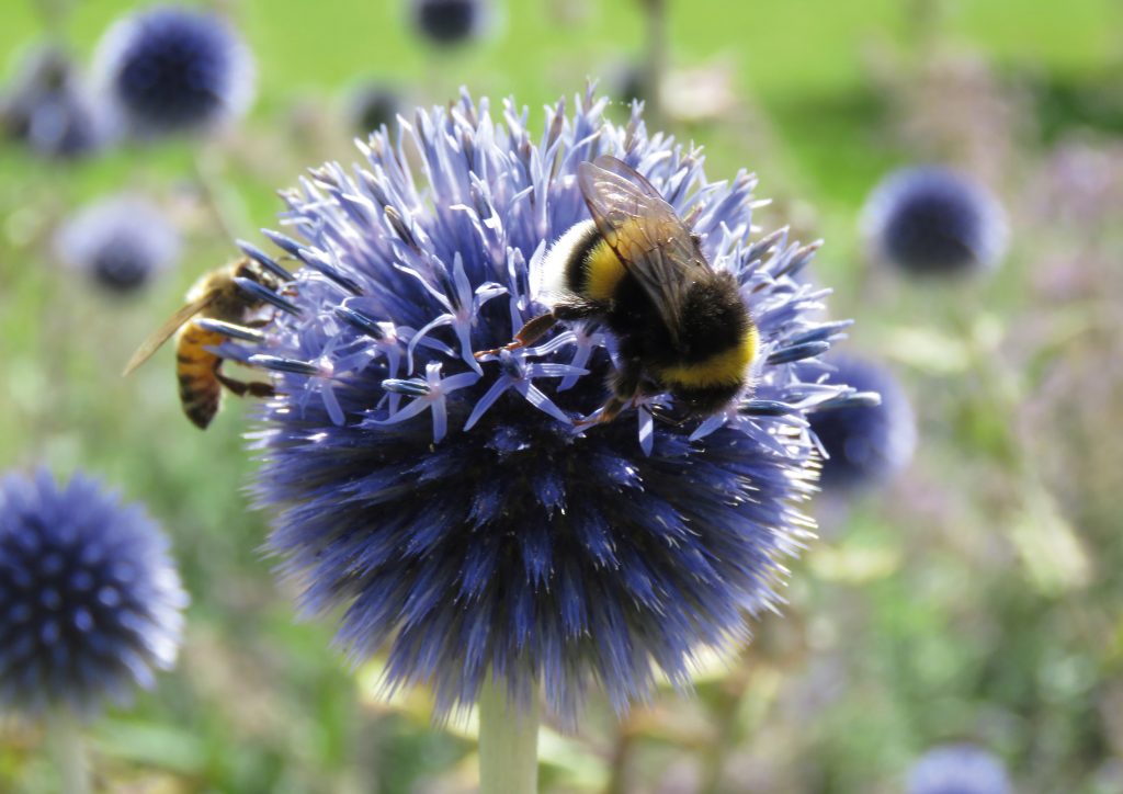 Botans kalender 2019 augusti. Bi och humla på blå bolltistel (Echinops bannaticus). Foto: Dan Abelin.