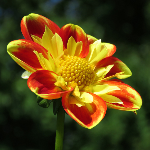 Halskråsdahlia – Dahlia x pinnata (Halskrås-Gruppen) 'Pooh - Swan Island'. Foto: Dan Abelin.