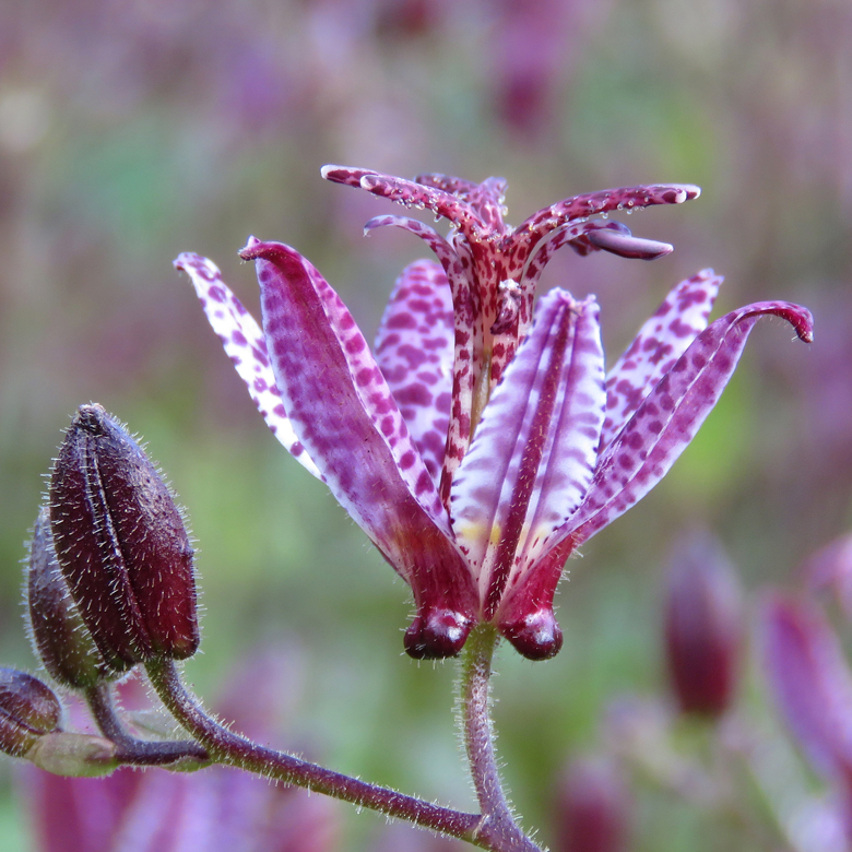 Taiwanskugglilja (Tricyrtis formosana). Foto: Dan Abelin.