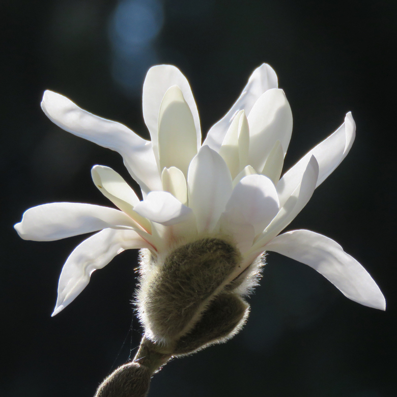 Stjärnmagnolia (Magnolia stellata). Foto: Dan Abelin.