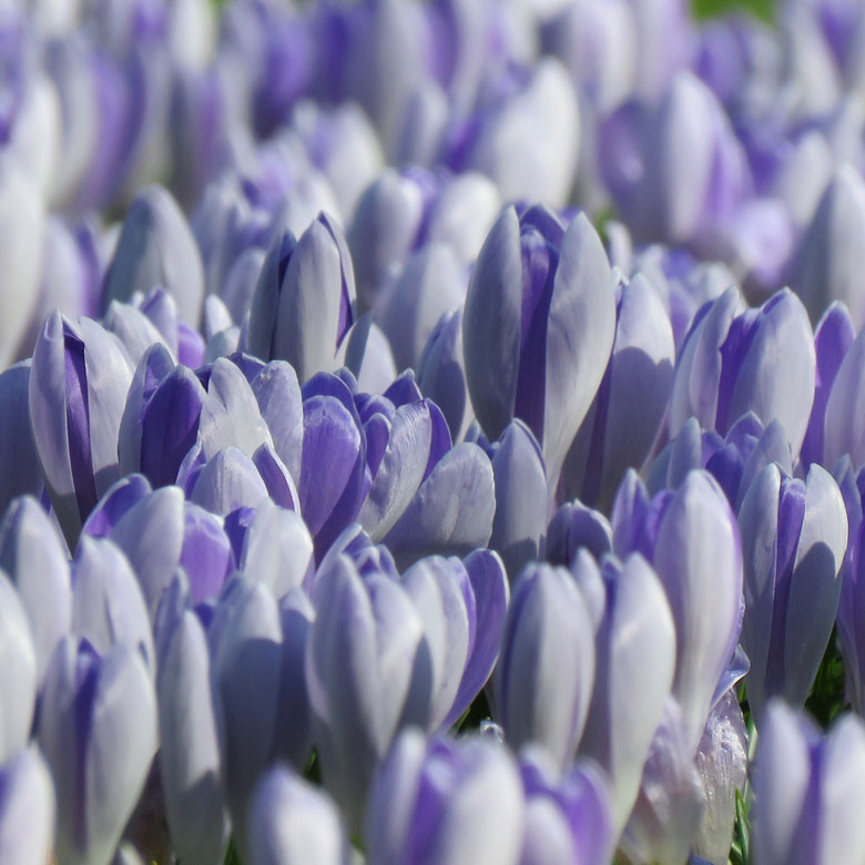 Vårkrokus (Crocus sp.). Foto: Dan Abelin.