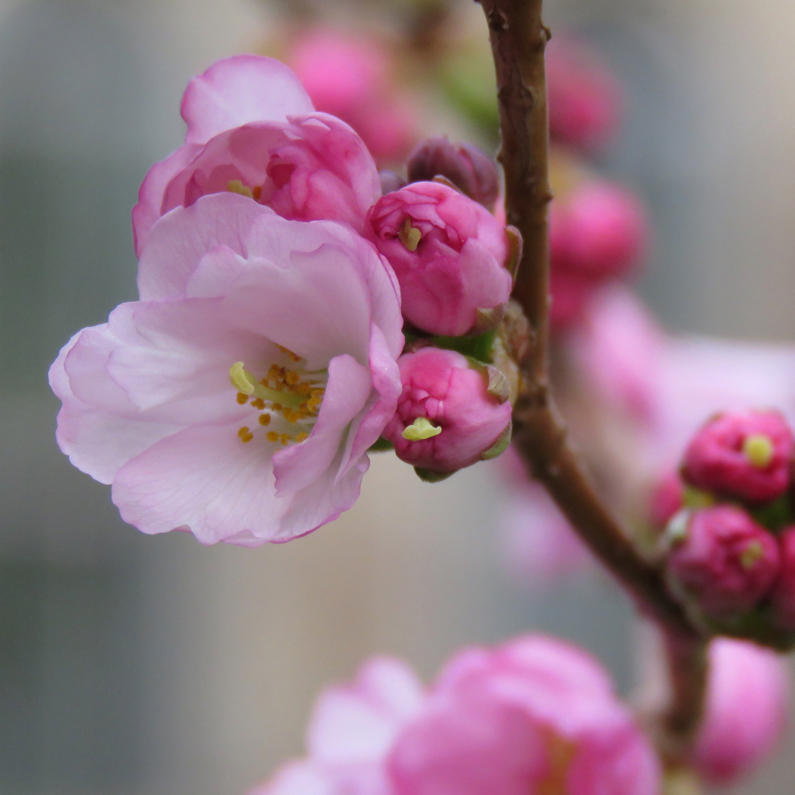 Japanskt prydnadskörsbär (Prunus Sato-zakura-Gruppen). Foto: Dan Abelin.