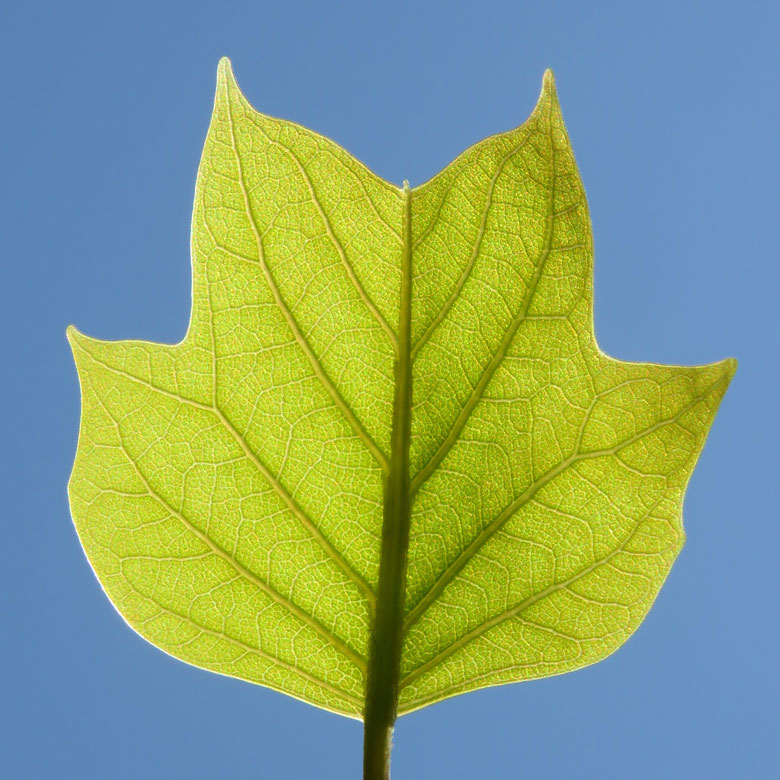 Blad på tulpanträd (Liriodendron tulipifera). Foto: Dan Abelin.