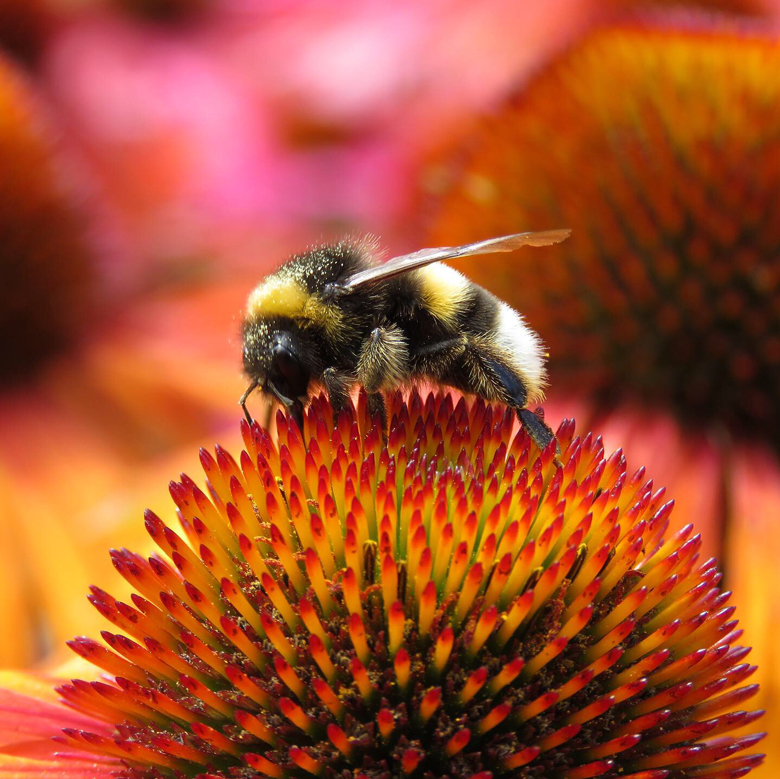 Humla på röd solhatt (Echinacea purpurea). Foto: Dan Abelin.