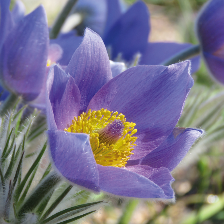 Backsippa i Botan (Pulsatilla sp.)