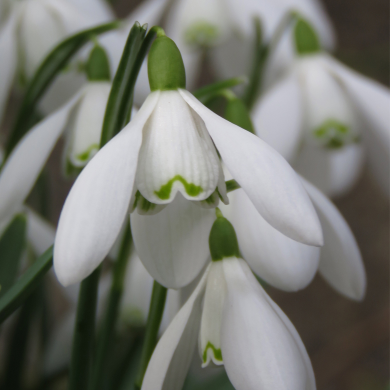 Snödroppar (Galanthus nivalis)