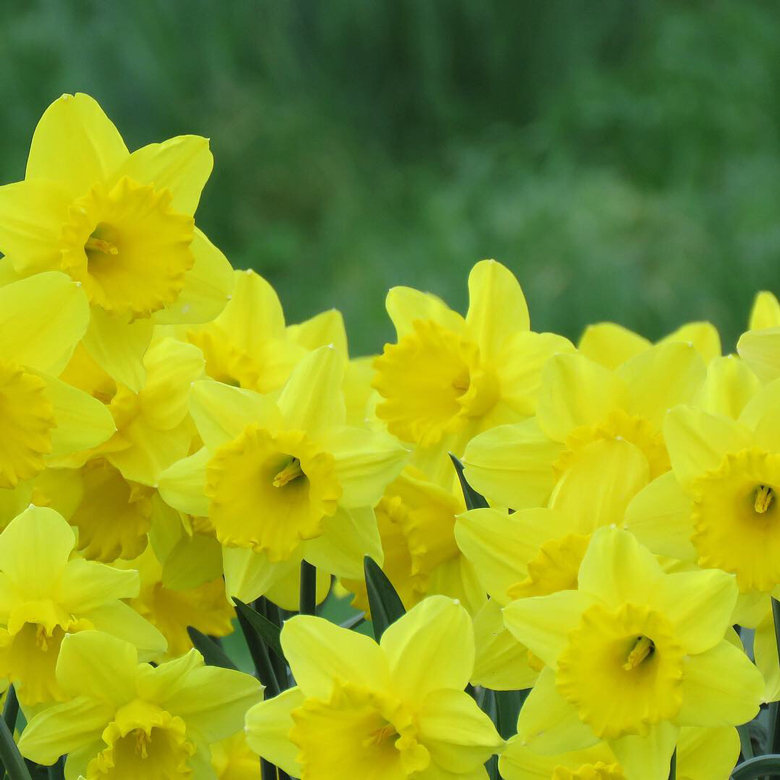 Trumpetnarcissen 'Marieke' (Narcissus 'Marieke'). Foto: Dan Abelin.