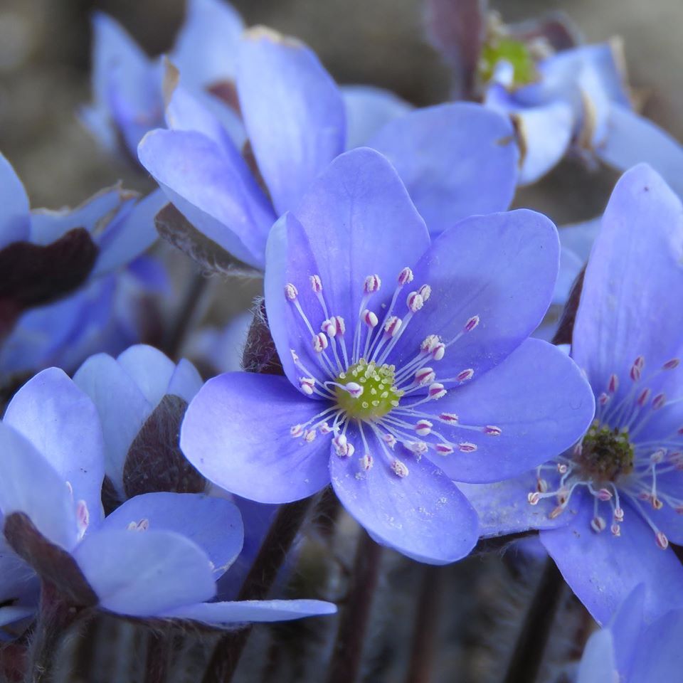 Blåsippa (Hepatica nobilis 221:5). Foto: Dan Abelin.