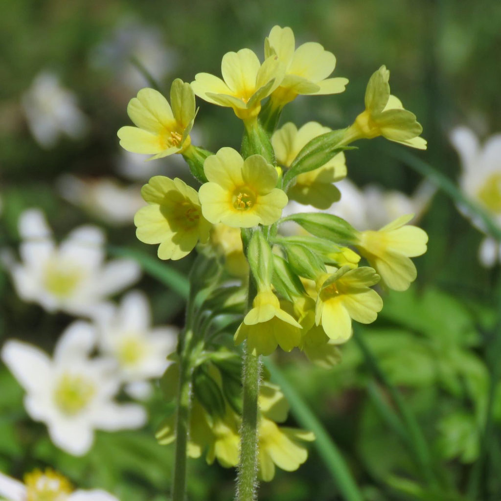 Lundviva (Primula elatior). Foto: Dan Abelin.