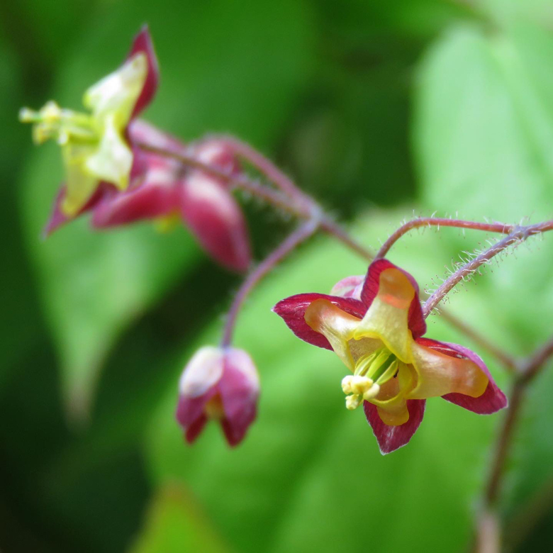 Alpsockblomma (Epimedium alpinum). Foto: Dan Abelin.