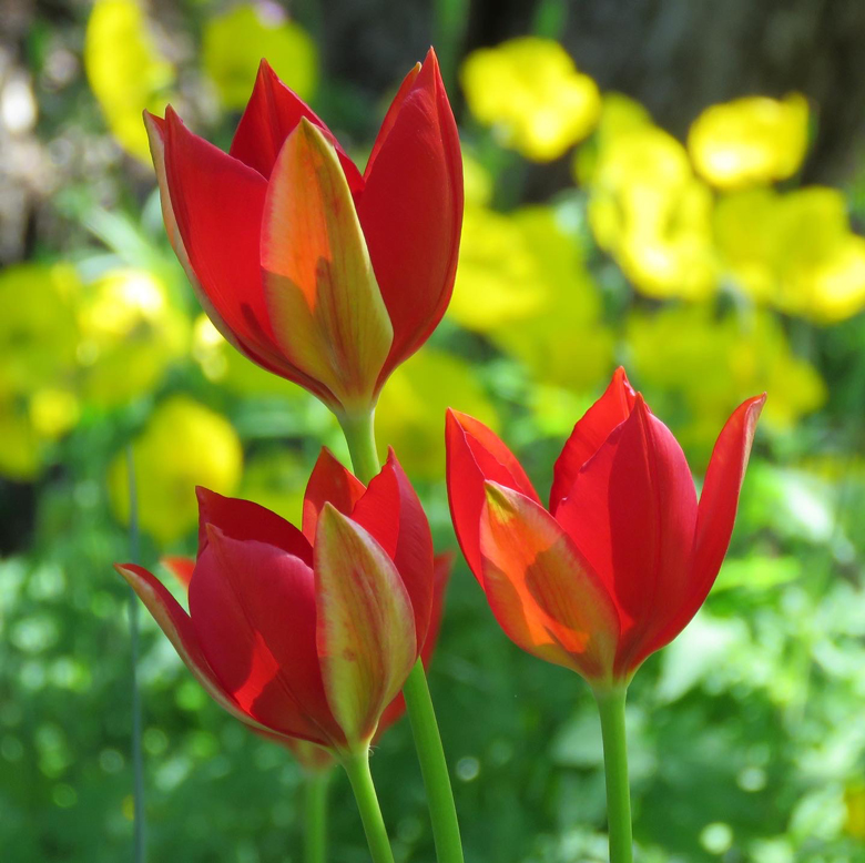 Sommartulpaner (Tulipa sprengeri). Foto: Dan Abelin.