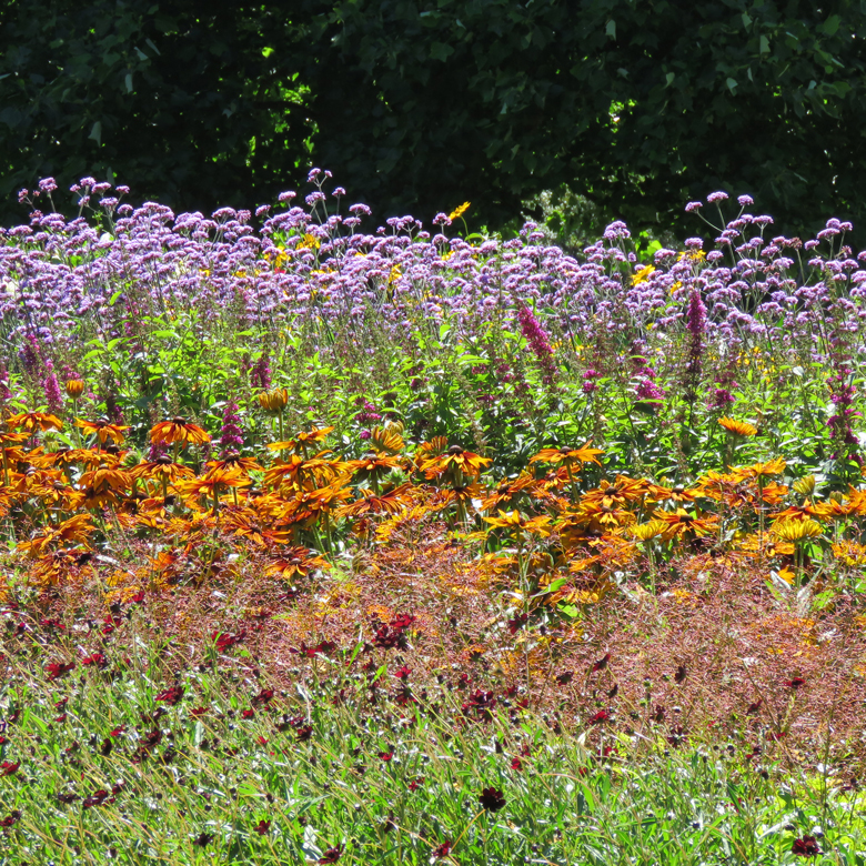 Sommarblommor i Botan. Foto: Dan Abelin.